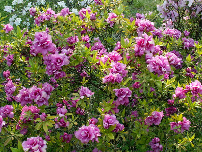 薔薇みたい 千重オオムラサキ 花の公園 俳句 ｉｎｇ