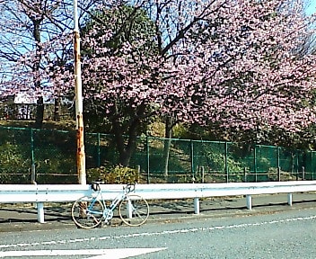 2008　多摩湖　桜　開花情報