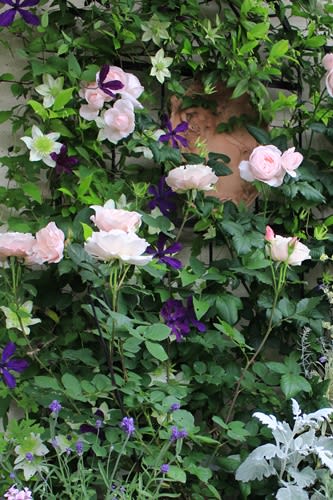 おススメのバラ ダフネ シエラザード 2品種バラ比べ 小さな庭の小さな幸せ チャッピーのバラ庭より