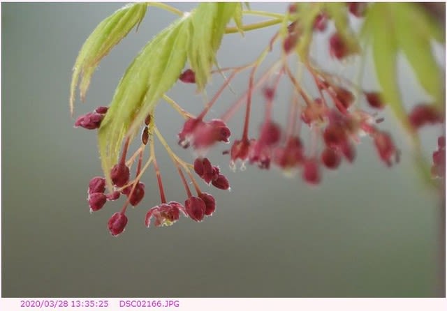 イロハモミジの花 散歩写真