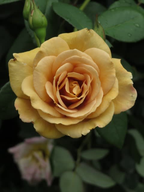 ユニークな色合いのつるバラ バタースコッチ 春薔薇シリーズ 068 野の花 庭の花