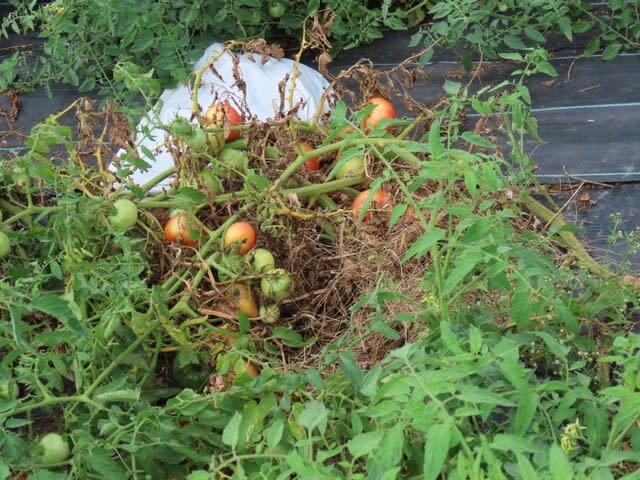 大玉トマトの放任栽培2023　日焼け