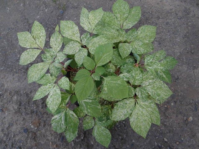 ヤマシャクヤク 山芍薬 小島峠産 斑入り 草友預かり こんなに ヤマシャクヤク 山芍薬 小島峠産 斑入り 草友預かり こんなに