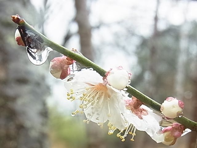 春の雨 Mandalaflower