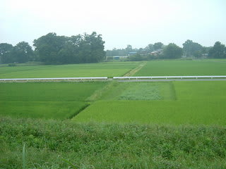 　水がきれいに張られた田んぼも稲が大きく育っていました　