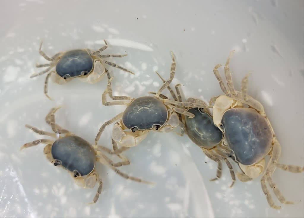 前面アクリル 錦鯉 金魚 ジャンボ角400 アクリル水槽 ※埼玉県