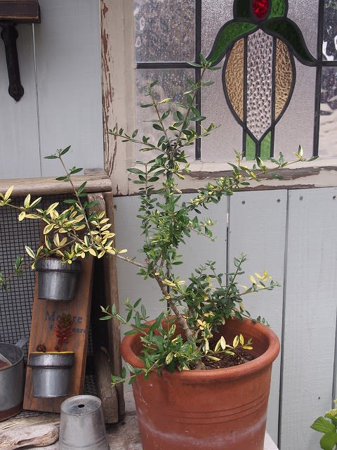 斑入りオリーブの存在感 - Olive Gardening過去ログ倉庫