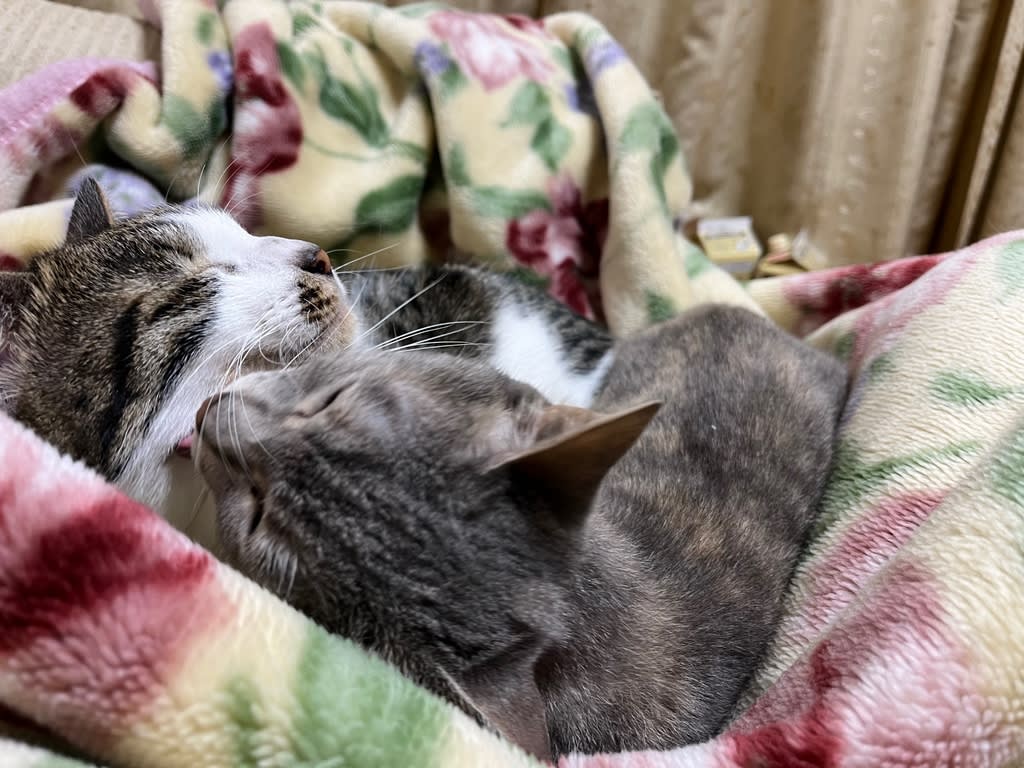 ペロペロなかよしねこ 子どもとうさぎとねこと音楽のある風景 ペロペロなかよしねこ 子どもとうさぎとねこと音楽のある風景