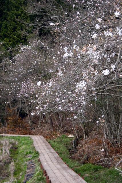 中津川のシデコブシの画像