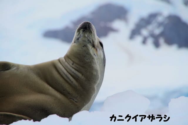 カニクイアザラシ 11南極no 25 世界の彼方此方へ行きたい カニクイアザラシ 11南極no 25 世界の彼方此方へ行きたい