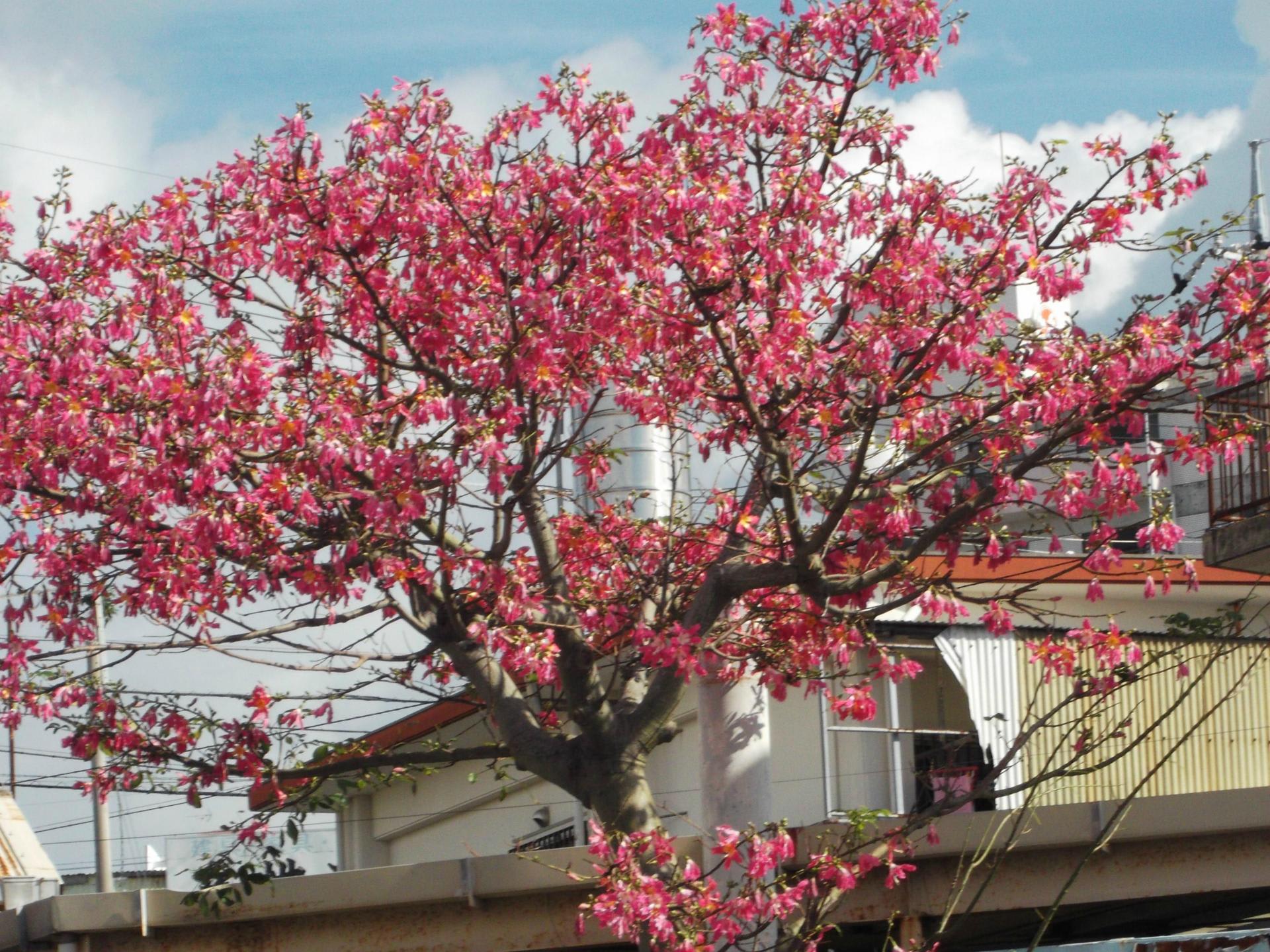 沖縄の季節 桜のように鮮やかなトックリキワタの季節 10月 12月に咲く あれやらこれやら いろいろ沖縄
