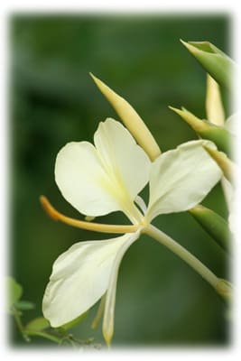 ジンジャーの白い花