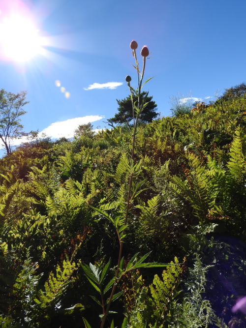 高ボッチ高原・鉢伏山の植物　タムラソウ（田村草）