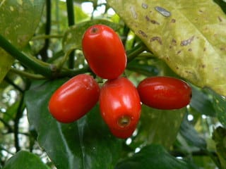 アオキ（青木） - peaの植物図鑑