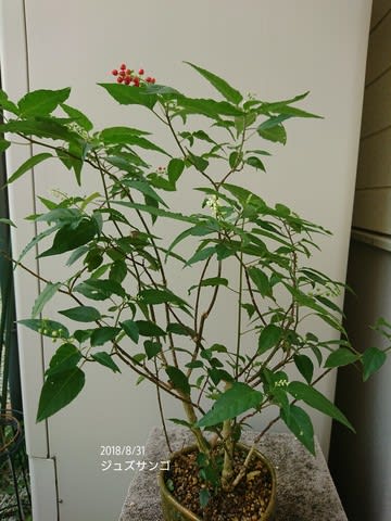 シコンノボタン剪定後の剪定 数珠サンゴ ヒネム デュランタも今はこんな感じです 私のお庭 シコンノボタン剪定後の剪定 数珠サンゴ ヒネム デュランタも今はこんな感じです 私のお庭