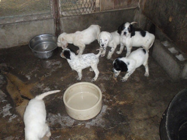 イングリッシュ セターの仔犬 鳥猟犬訓練専門犬舎 佐倉犬舎のブログです