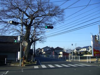 山手町江良の一里塚跡の大エノキ