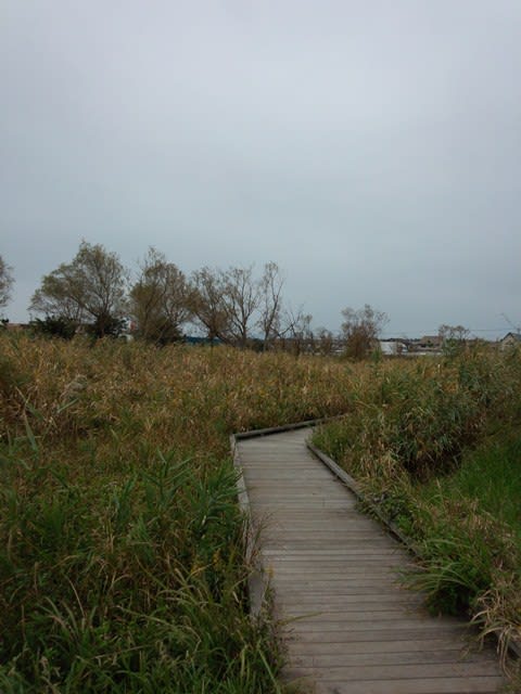 浮島ヶ原