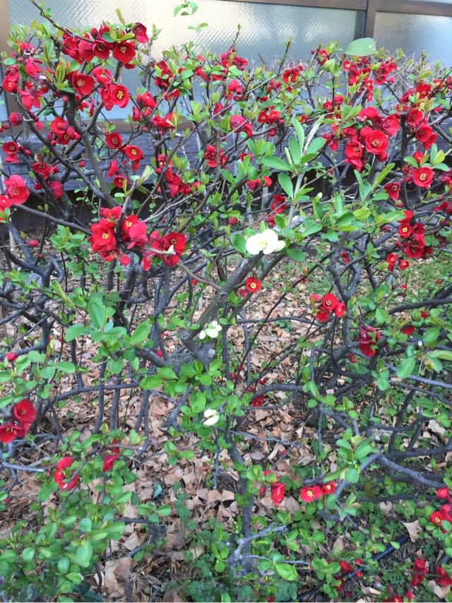 赤い花のボケの木なのに 一茎だけ白い花が咲くボケの木 元外資系企業itマネージャーの徒然なるままに