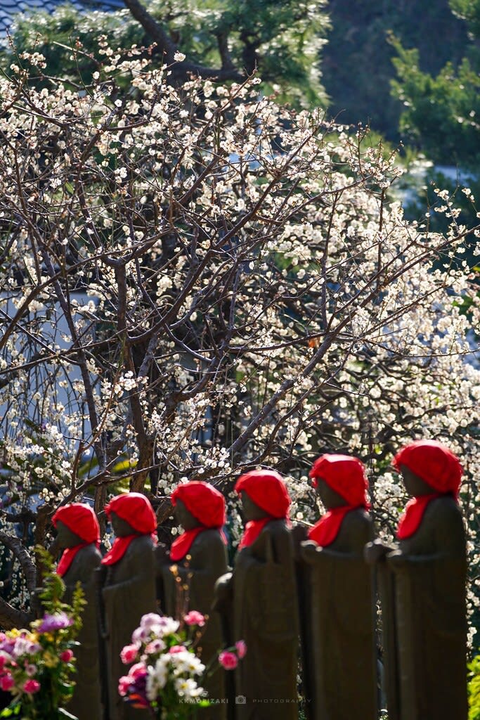 常立寺・枝垂れ梅