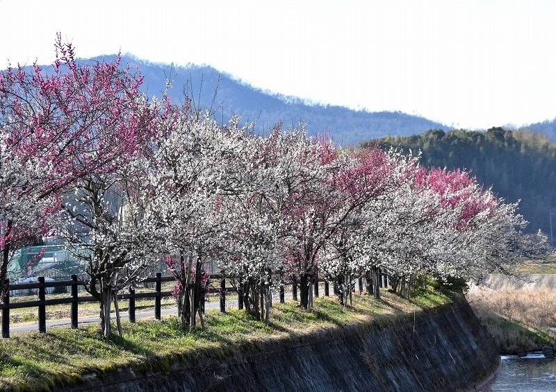 紅白梅の並木道が綺麗です 姫路市香寺町 02 24 なごみの花屋さん