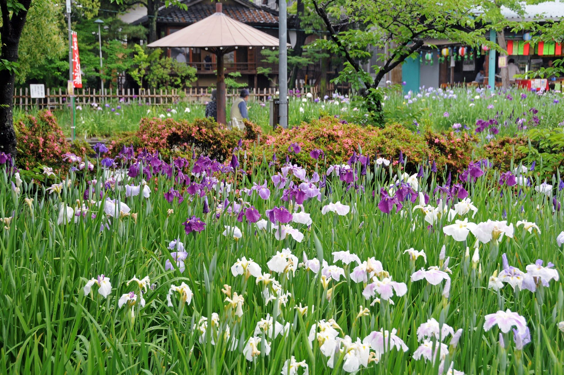 花ショウブの画像