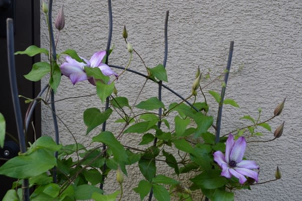 クレマチス フォンド メモリーズ が咲きました Haruの庭の花日記 Haru S Garden Diary