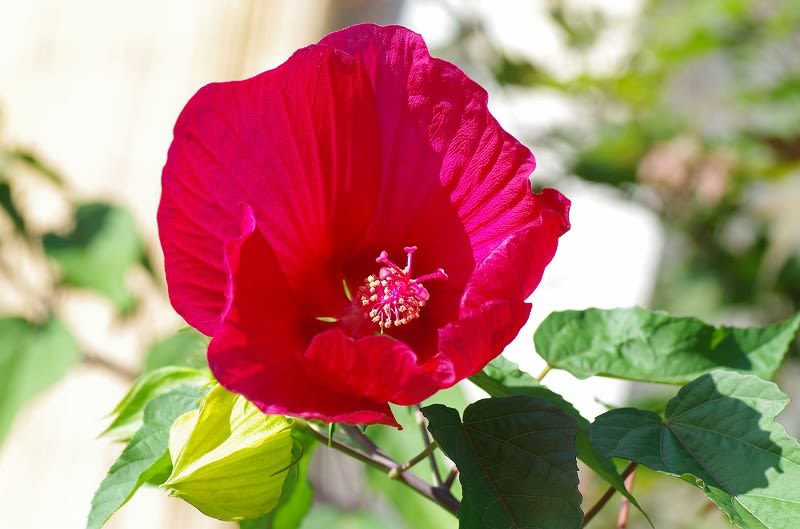 夏の花 ２ ハイビスカス 紅葉葵 もみじあおい めいすいの写真日記