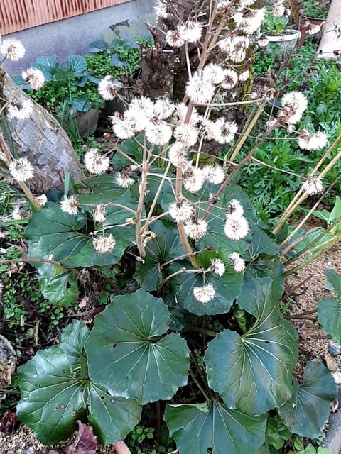 ツワブキの花 枯れ花 おでいげ においでおいで