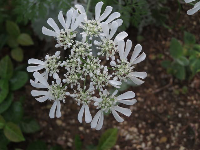 白い優雅な花を開いている オルレア ホワイトレース 114 野の花 庭の花