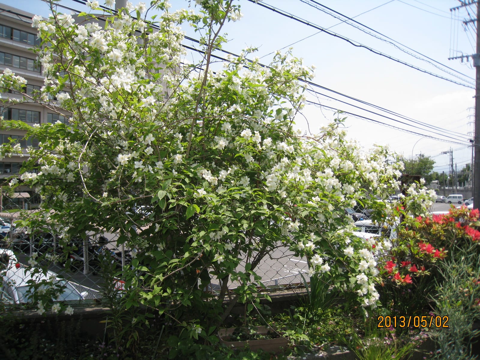 卯の花の におう垣根に はがき随筆 鹿児島