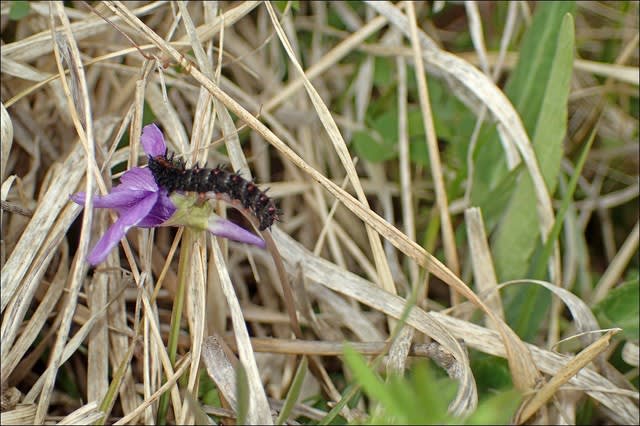 スミレ　葉っぱのみ 500g ツマグロヒョウモン　幼虫　餌 スミレ 葉っぱのみ 500g ツマグロヒョウモン 幼虫 餌 スミレの花
