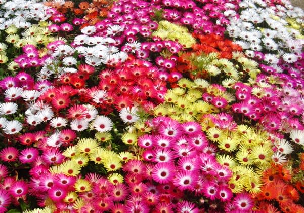 超歓迎 花の種 営利用 リビングストンデージー ミックス 10ml サカタのタネ 種苗 メール便発送