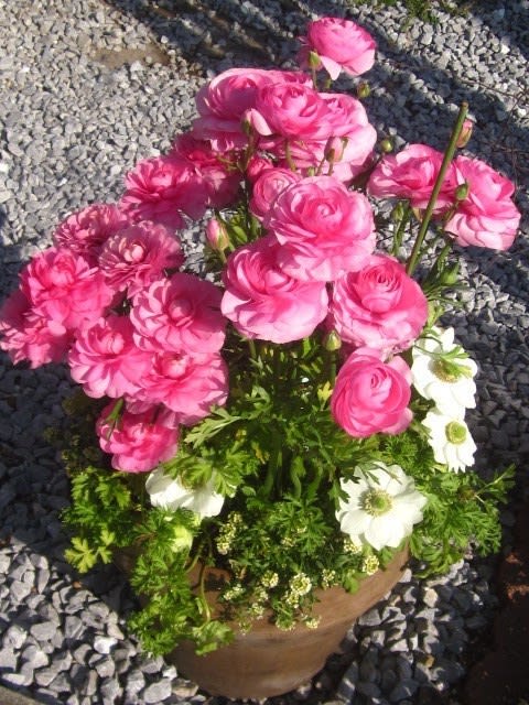ピンクのラナンキュラスと白いアネモネで寄せ植え 七色ガーデン