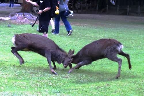 天然！日本鹿の毛皮 　地走り 天然！日本鹿の毛皮 地走り