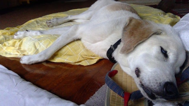 副鼻腔炎終わりました 犬小屋 す さんの無祿 ブログ 副鼻腔炎終わりました 犬小屋 す さんの無祿 ブログ