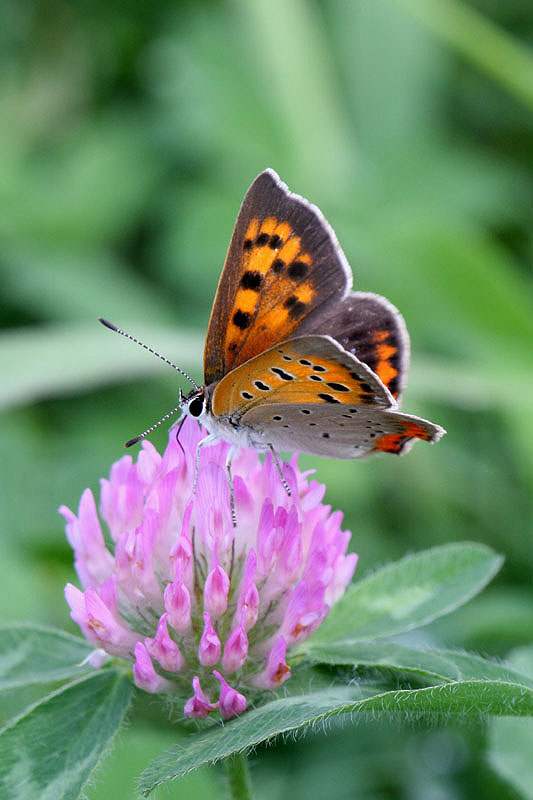 植物画たんぽぽ＊シロツメクサ＊アカツメクサ 春のお花作品】タンポポ・シロツメクサのかぎ針編みシリーズ