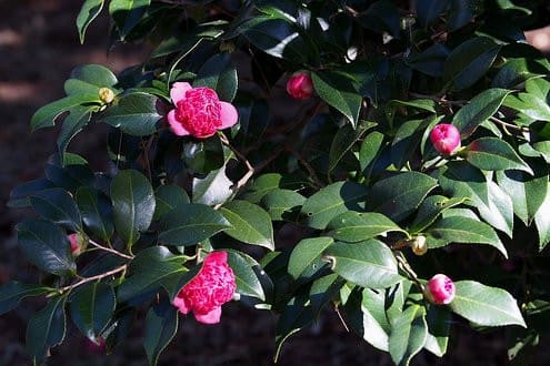 秋咲紅唐子（ツバキ） - 花山季記