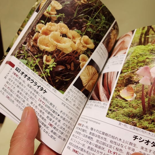 ポケット図鑑 日本のキノコ262』 - 月刊 きのこ人 ポケット図鑑 日本のキノコ262』 - 月刊 きのこ人