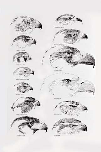 イラストで解る猛禽類の特徴 清水正廣のバードカービング アート