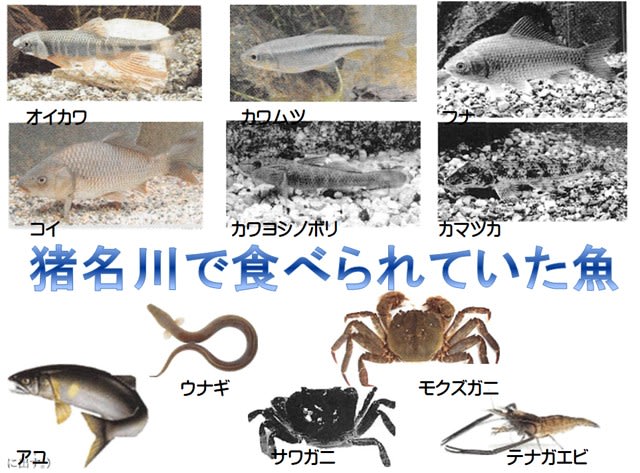夏休み魚の自由研究で配られた資料から 野生生物を調査研究する会活動記録