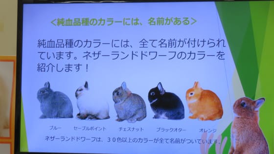 うさフェスタ19 最終回 うさぎの色のセミナーと抽選会 うさぎ学園 多趣味部 うさフェスタ19 最終回 うさぎの色のセミナーと抽選会 うさぎ学園 多趣味部