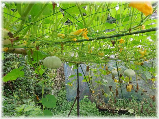 かぼちゃ 南瓜 カボチャ メロン 試行錯誤の家庭菜園