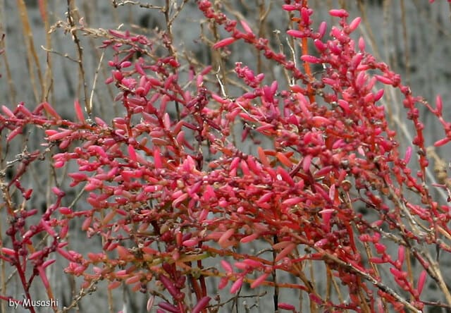 佐賀市 東与賀海岸 のシチメンソウ 年10月6日 火 Peaの植物図鑑