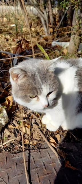 リーちゃん日記 もふもふかわいい いいぶろぐ いいわーくす等紹介