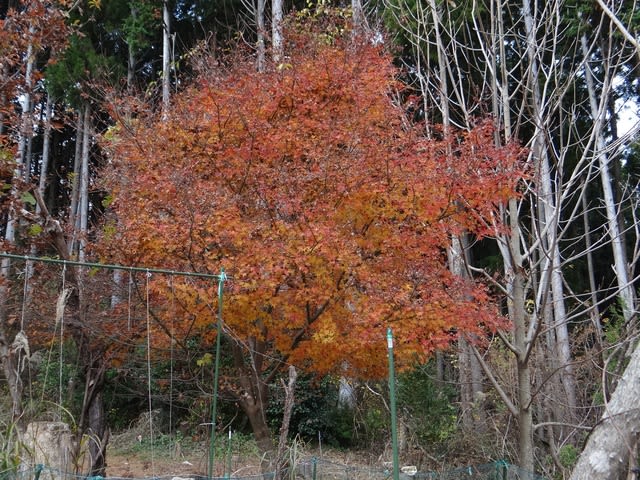モミジの紅葉 その２ 市さんの自然との対話日誌
