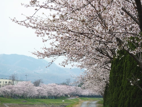こだま千本桜と城山公園 雉岡城址 の桜 大井川の風