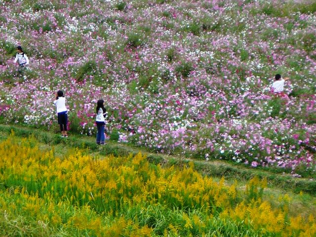 野外学習の画像