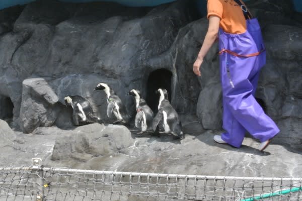 ペンギン飼育員さんのファッション １ ペンギン音頭