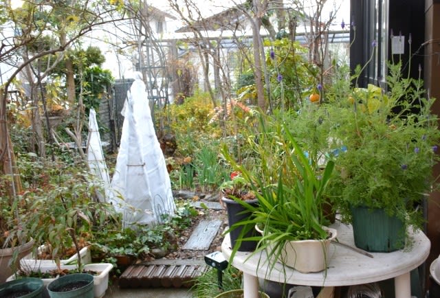 山茶花の咲く冬の庭 小さな庭とベランダ菜園の楽しみ I Enjoy Gardening And Growing Vegetables
